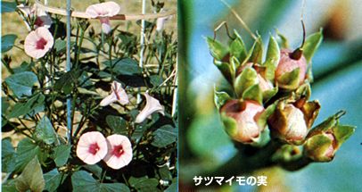 サツマイモの花と実