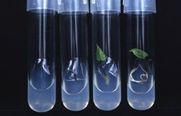 試験管の中のバイオ苗