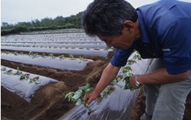 手で植えている様子