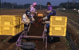 畑で収穫する様子