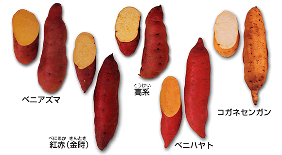 種類別のサツマイモ写真