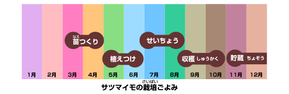 サツマイモの栽培ごよみ