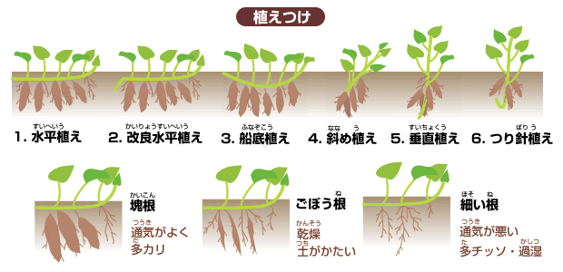 植えつけの手順