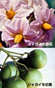 ジャガイモの花と実