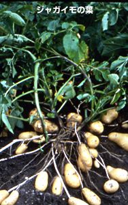 ジャガイモの葉