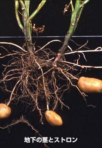 地下の茎とストロン