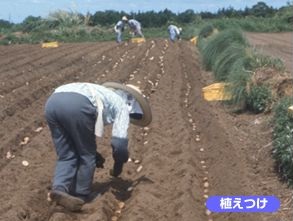 畑で植え付けを行っている写真