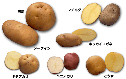 種類別のジャガイモ写真
