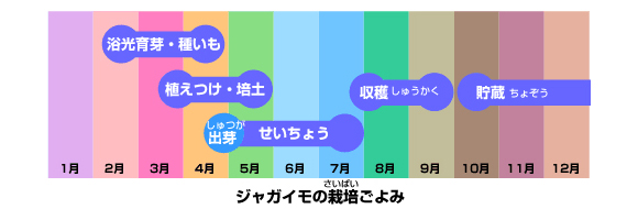 ジャガイモの栽培ごよみ