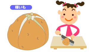 種いものイラスト