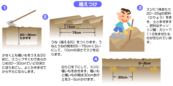 植えつけのイラスト