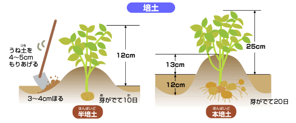半培土と本培土のイラスト