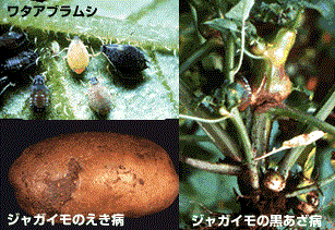 ワタアブラムシ、えき病、黒あざ病の写真