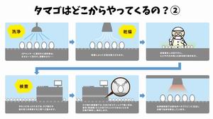 たまごについて2