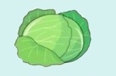 キャベツ
