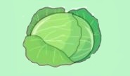 キャベツ