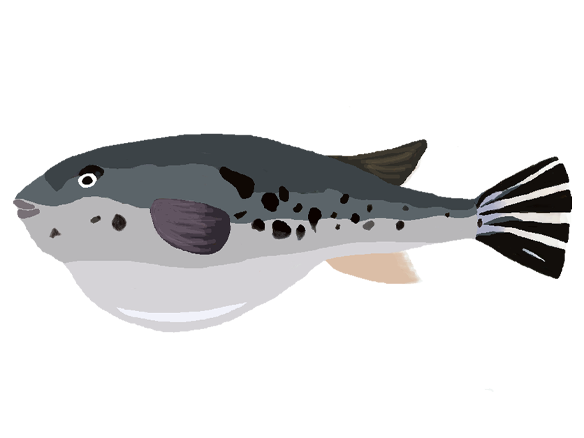 ふぐ