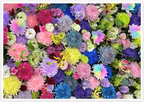 色とりどりのカラーリングマム