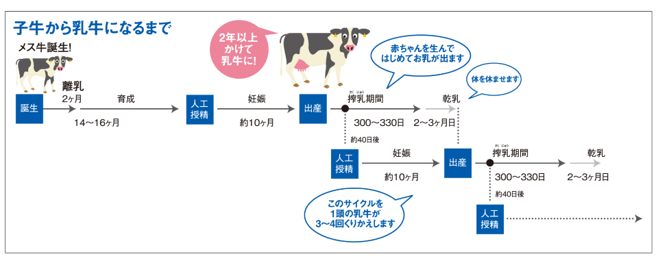 子牛から乳牛になるまで