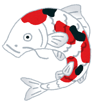 錦鯉に詳しい魚