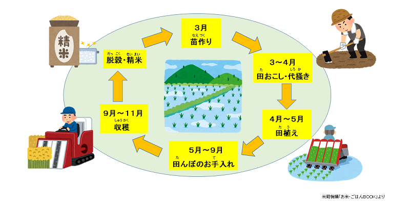 米ができるまで