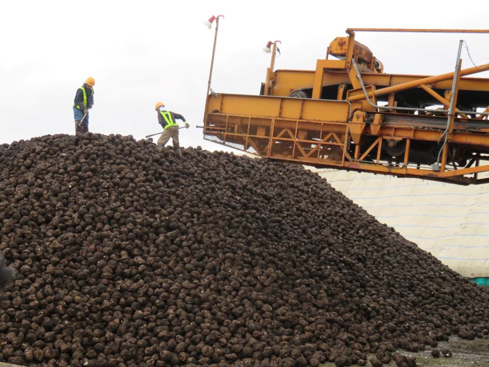 積まれたてんさい