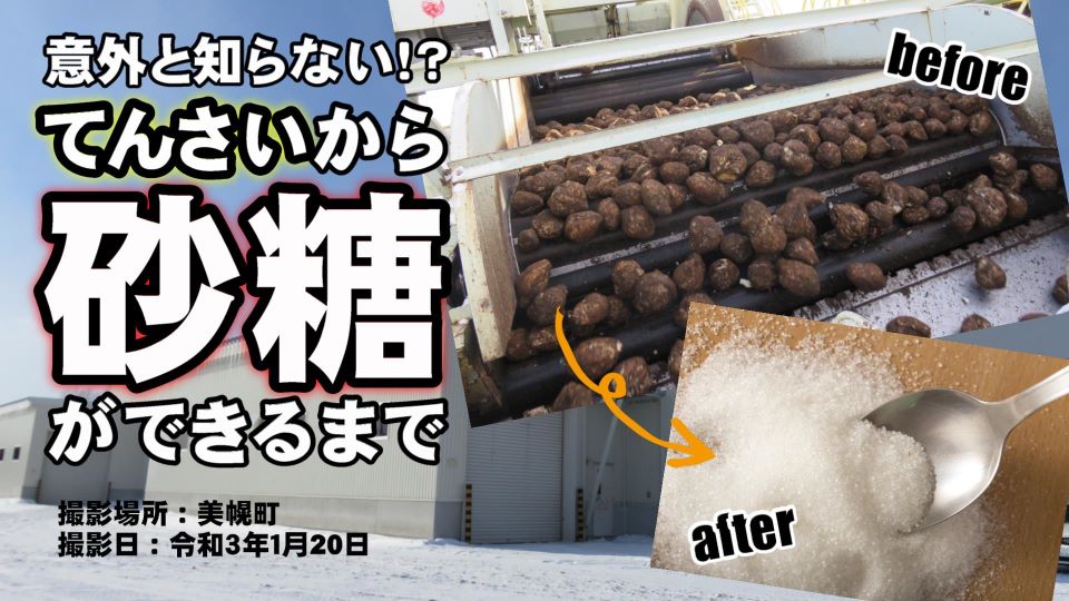 てんさいから砂糖ができるまで