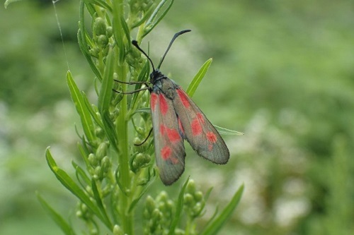 ベニモンマダラ