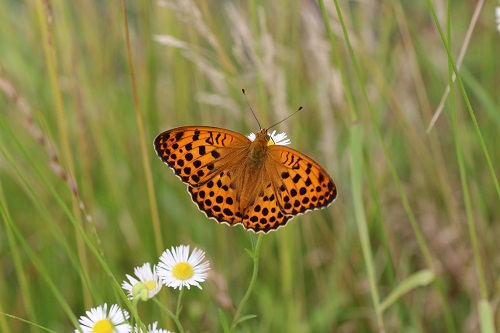 ウラギンスジヒョウモン