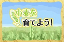 小麦を育てよう