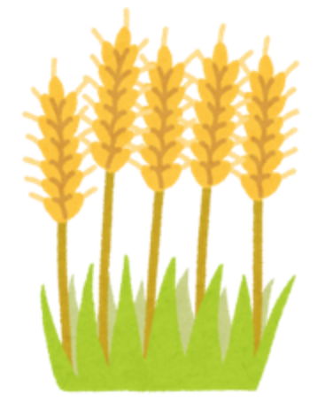 小麦