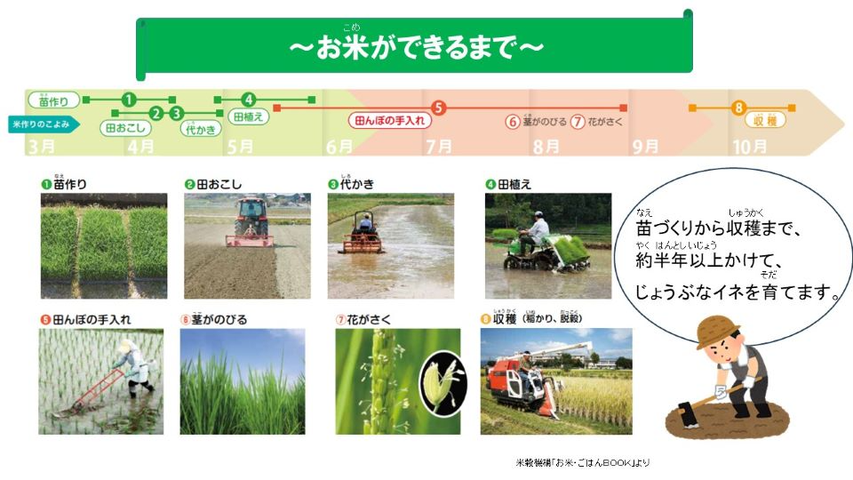 お米ができるまで　苗づくりから収穫まで、 約半年以上かけて、 じょうぶなイネを育てます。