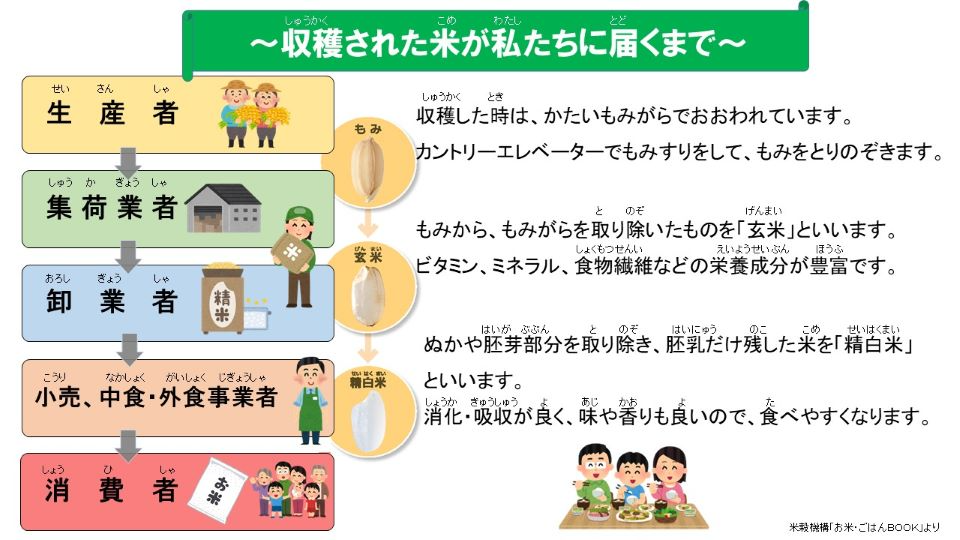 収穫された米が私たちに届くまで　生産者　集荷業者　卸業者　小売、中食・外食事業者、消費者収穫した時は、かたいもみがらでおおわれています。 カントリーエレベーターでもみすりをして、もみをとりのぞきます。もみから、もみがらを取り除いたものを「玄米」といいます。 ビタミン、ミネラル、食物繊維などの栄養成分が豊富です。ぬかや胚芽部分を取り除き、胚乳だけ残した米を「精白米」といいます。 消化・吸収が良く、味や香りも良いので、食べやすくなります。