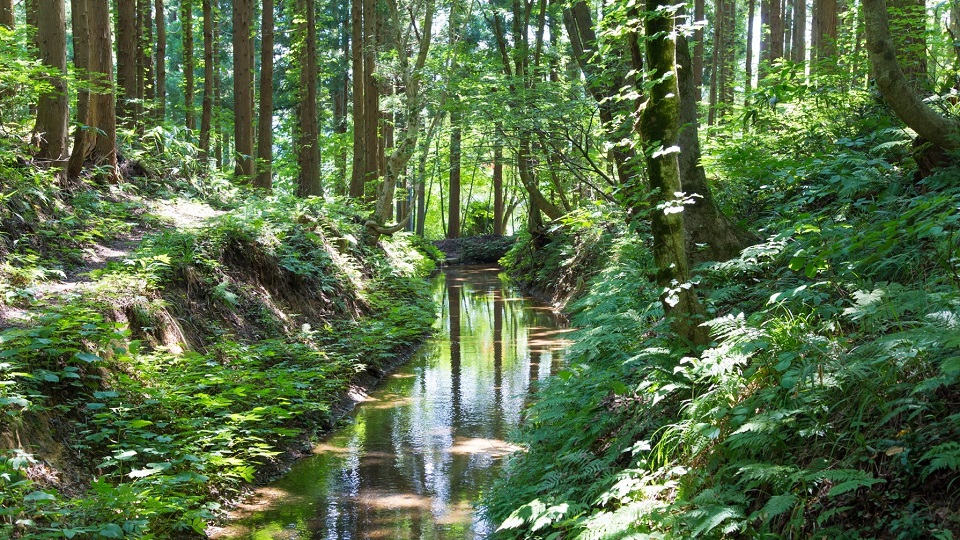 川のある山林の風景写真
