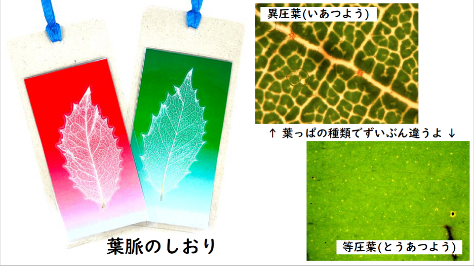 葉脈のしおり