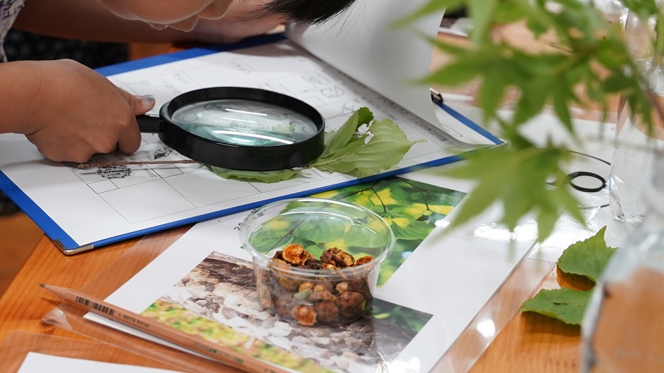 子どもが虫眼鏡で葉を見ている様子