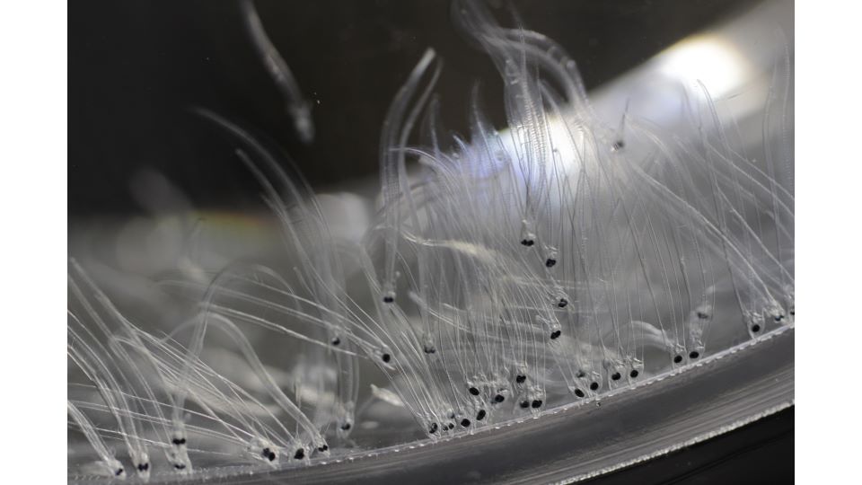 シラスウナギの写真