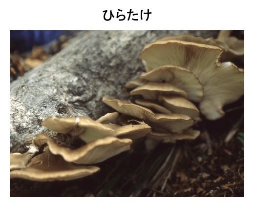 ひらたけ