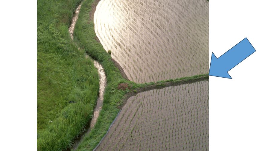 田んぼの写真