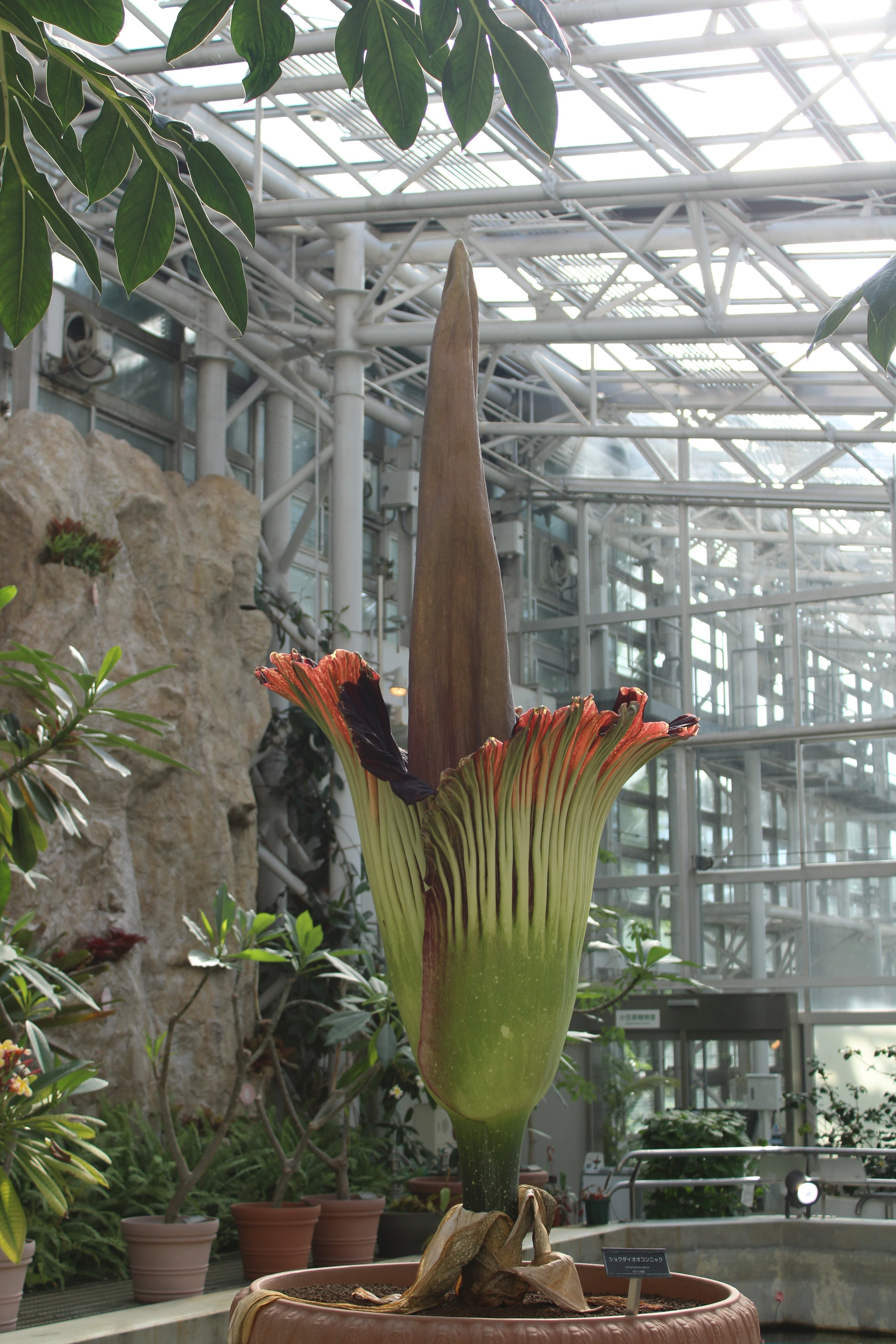 ショクダイオオコンニャクの写真。写真提供：公益財団法人東京都公園協会