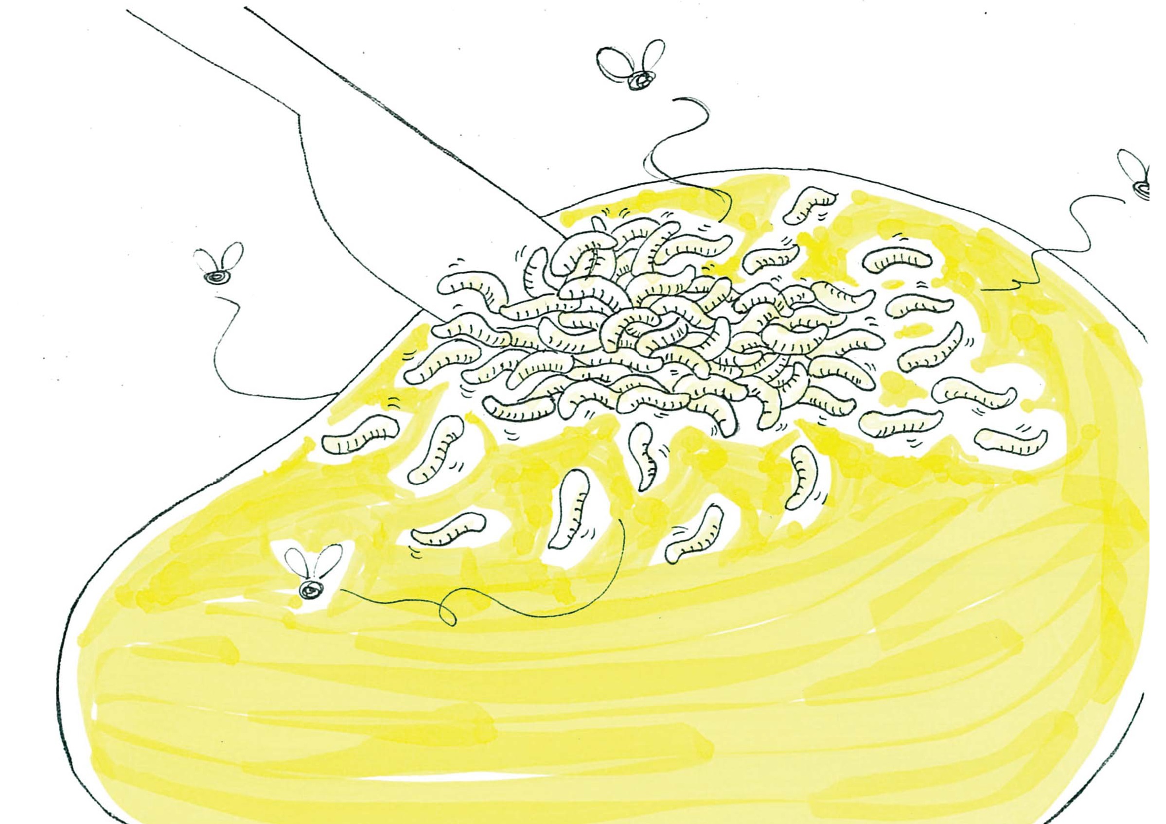 おみやげに植物を持ち込むと…？その2