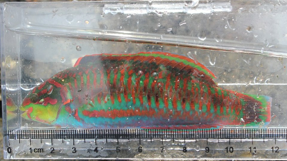 ニシキベラの画像