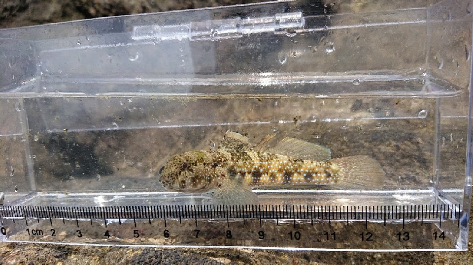 クモハゼの画像