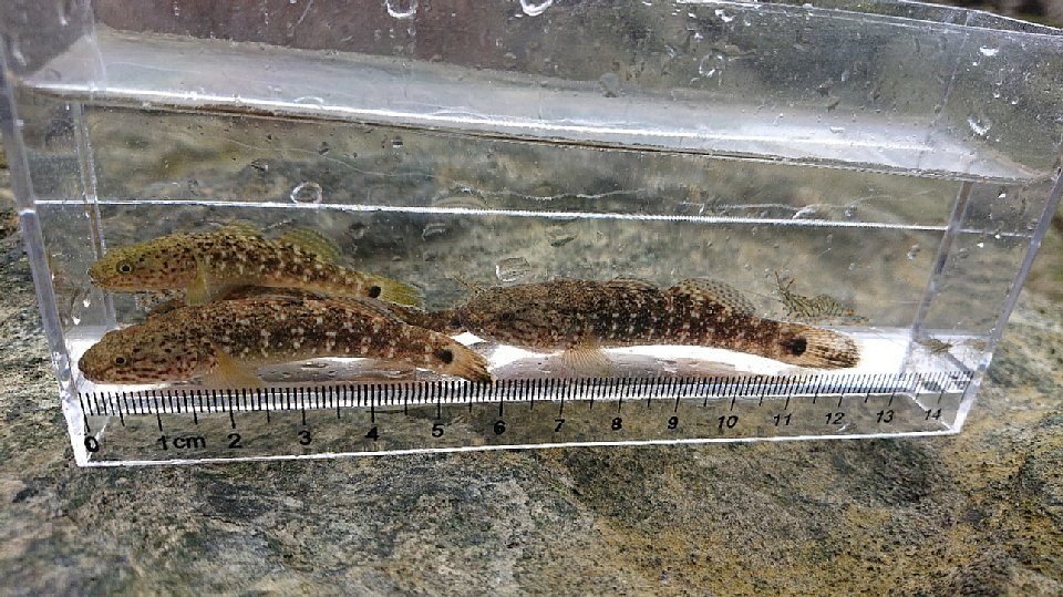 アゴハゼの画像