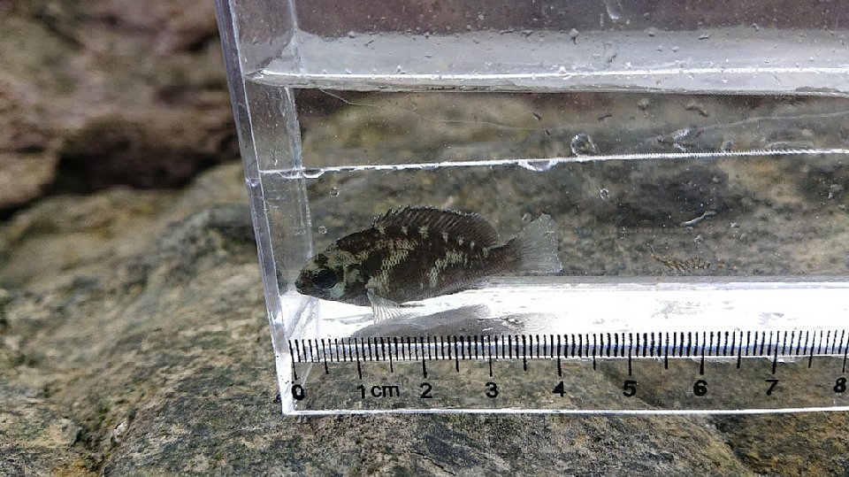 メジナの幼魚の画像