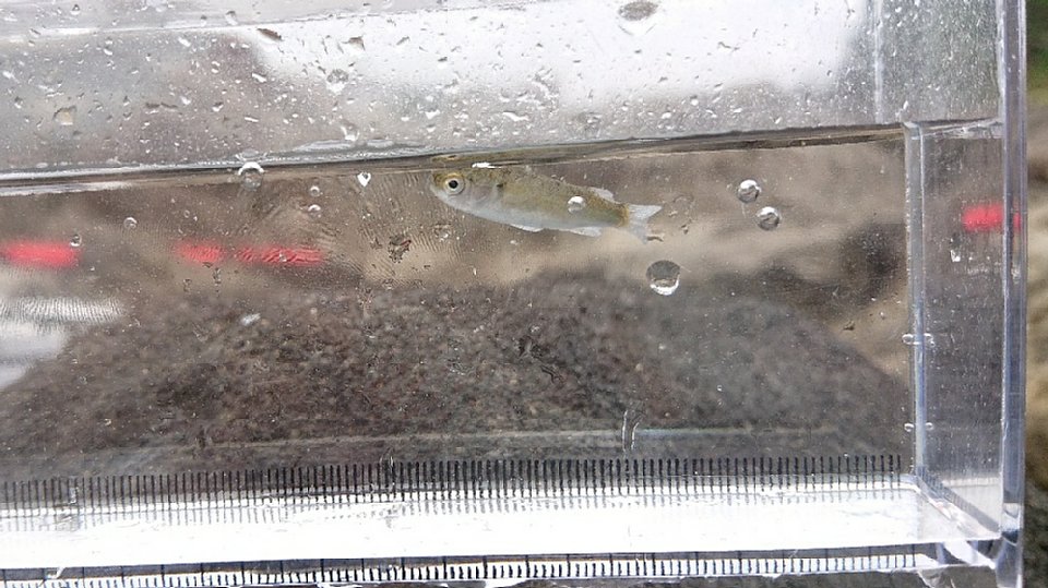 ボラの幼魚の画像