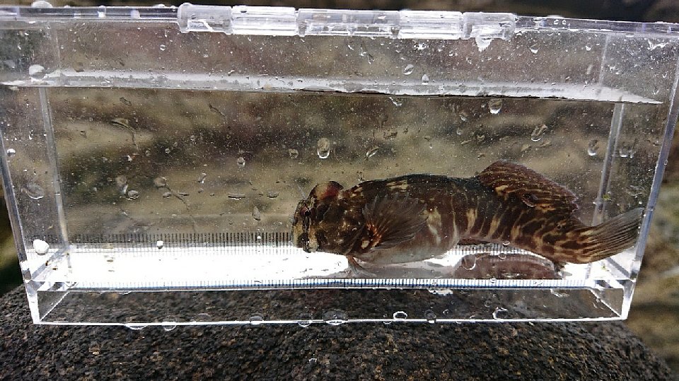 カエルウオの画像