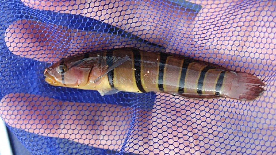 キヌバリの画像