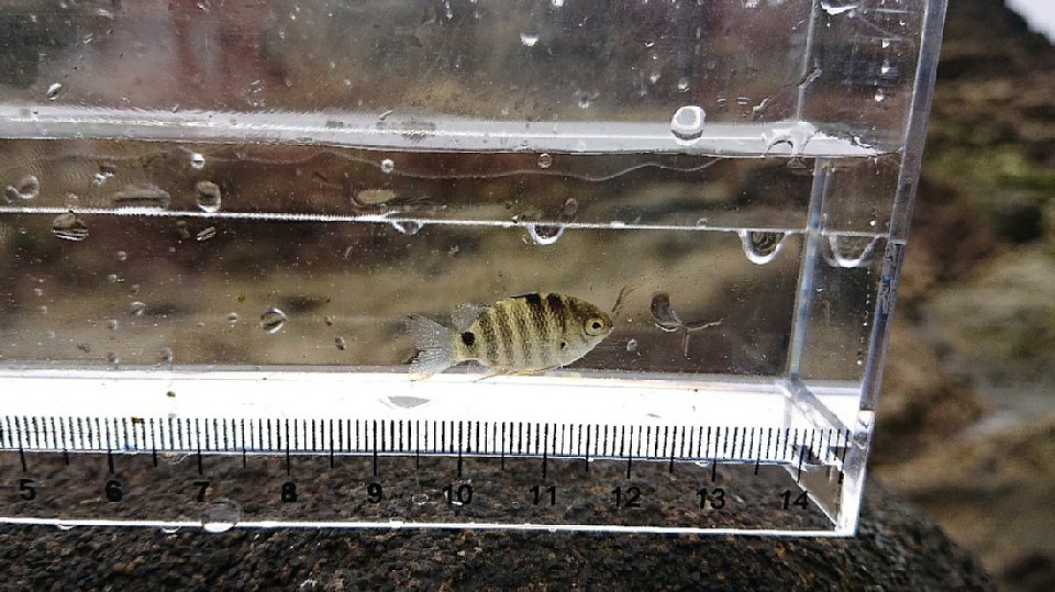 シマスズメダイの幼魚の画像