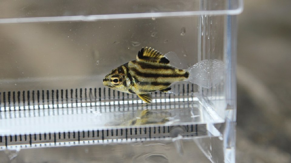 カゴカキダイの幼魚の画像